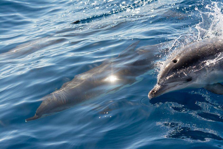 Dolphin skimming across bright blue water